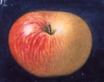 koeniginapfel