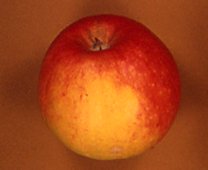 Apfelsorte Alkmene bei Baumschule Brenninger