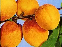 Aprikose Mombacher Frühe