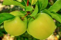 Bio-Apfelbaum mit gr&uuml;nen &Auml;pfeln