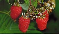 Himbeersorte Schönemanns bei Baumschule Brenninger
