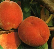 Pfirsichsorte Roter Ellerstädter