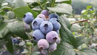 blueberry-gddc7f69aa_640