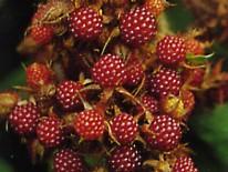 japanische_weinbeere