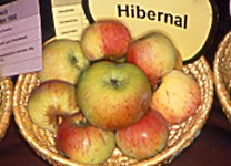 Hibernal