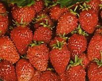 Erdbeersorte Alexandria bei Baumschule Brenninger