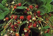 Erdbeersorte H&auml;ngeerdbeeren bei Baumschule Brenninger