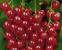 Johannisbeere Heinemanns rote Spätauslese