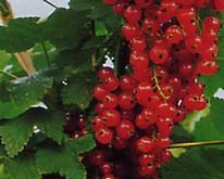 Johannisbeere rot Rondom