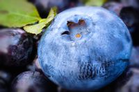 blueberry-gfed216eff_640