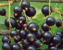 rosenthals_langtraubige