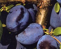 wangenheims_fruehzwetschge