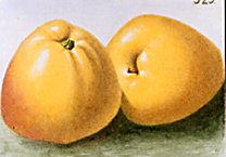 Apfelsorte Glockenapfelm bei Baumschule Brenninger